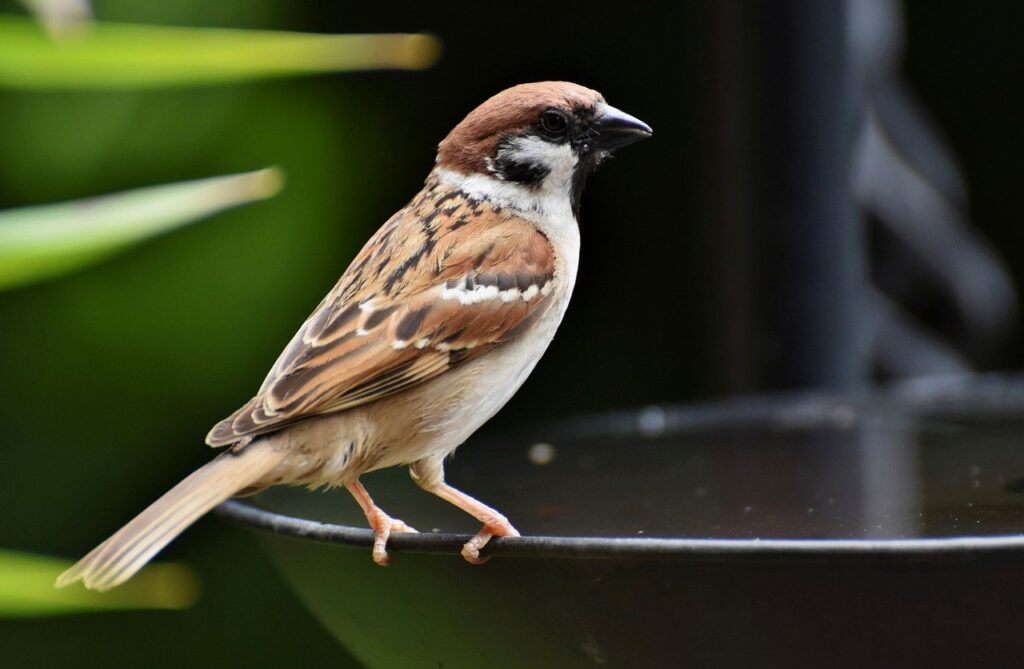 bird, ornithology, sparrow-7525450.jpg